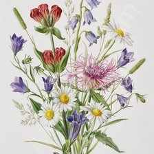 Полевые цветы