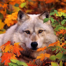 Схема вышивки «волк в осенем лесу»