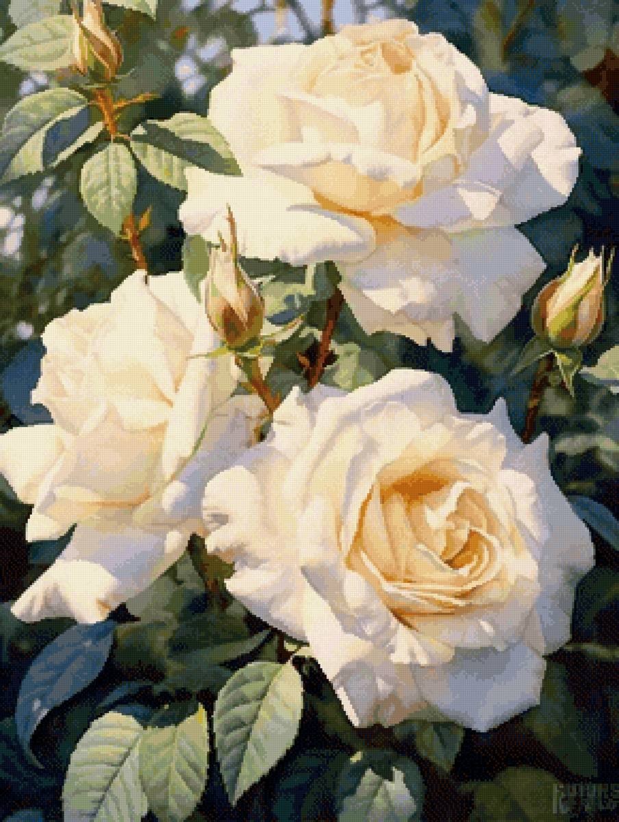 Розы - цветы - предпросмотр