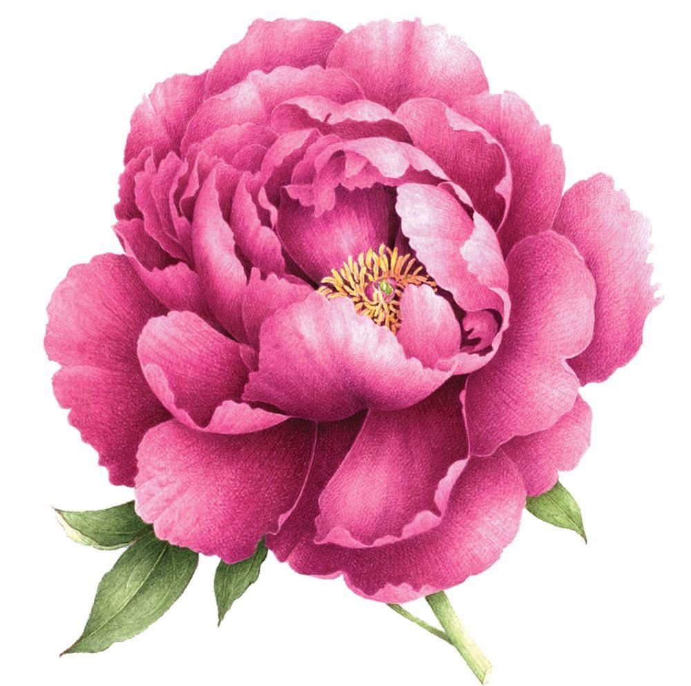 Пион - цветы - оригинал