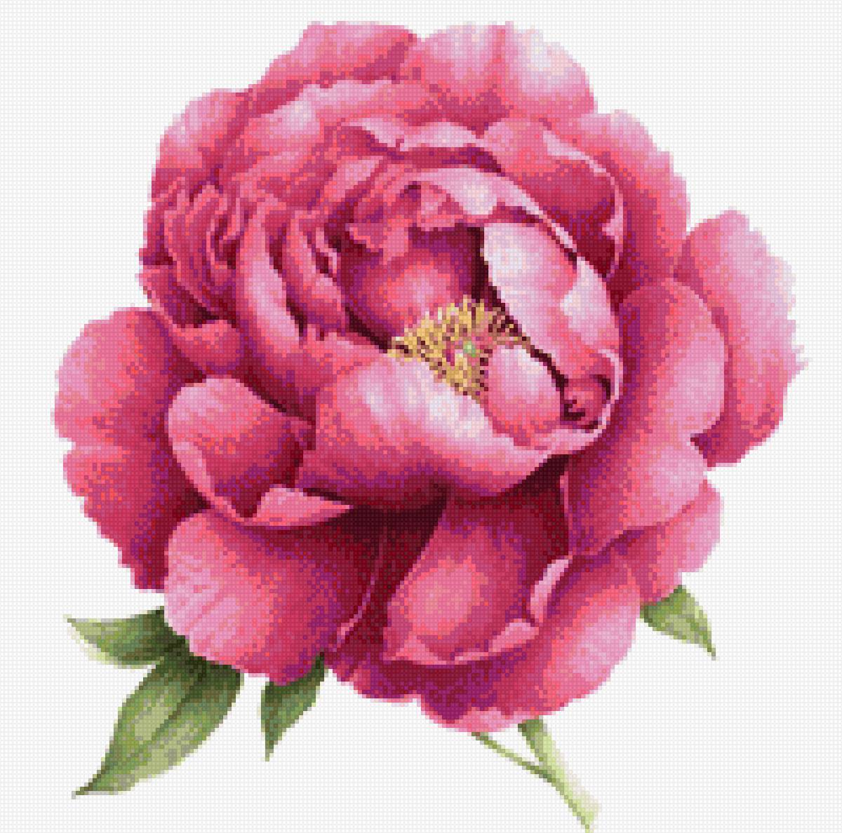 Пион - цветы - предпросмотр