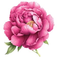 Схема вышивки «Пион»