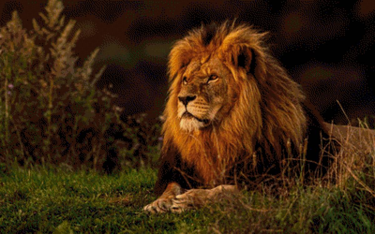 Лев на природе - предпросмотр