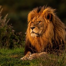 Схема вышивки «Лев на природе»