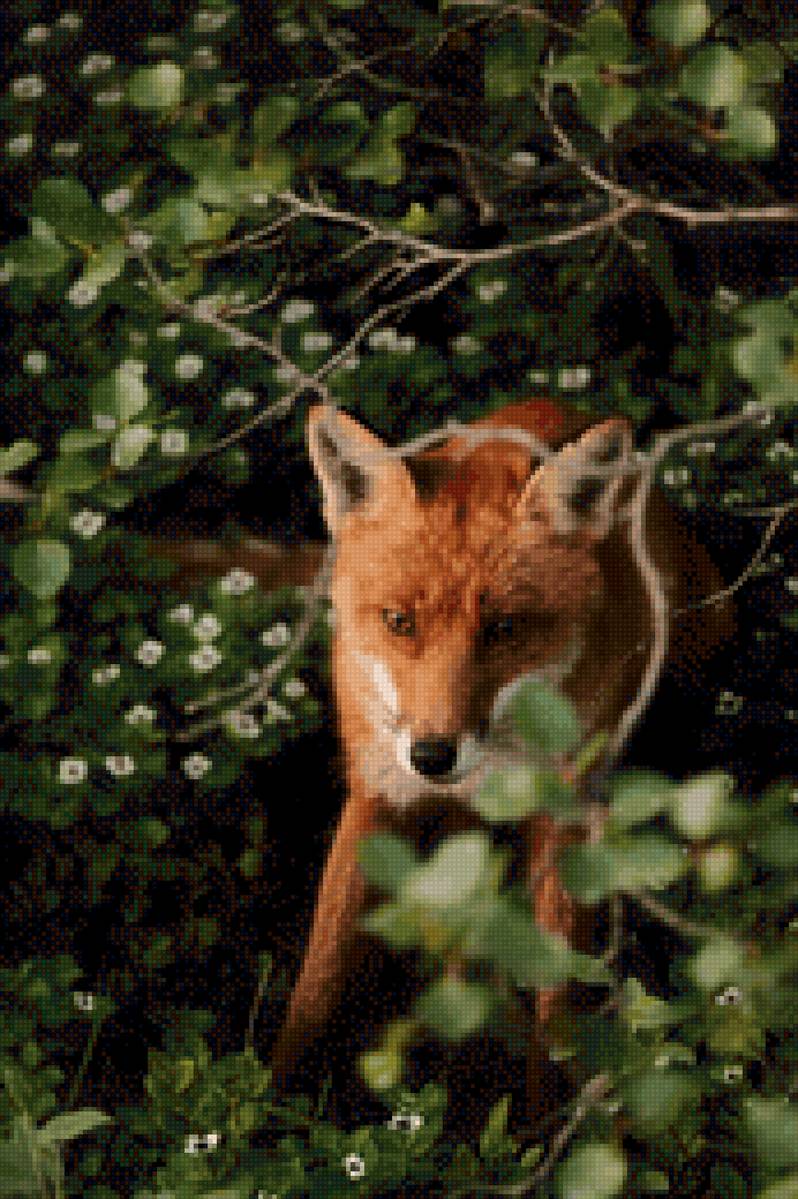 Лиса - животное, природа, лес, лиса - предпросмотр