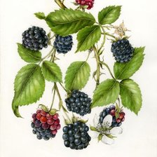 Схема вышивки «№2801423»