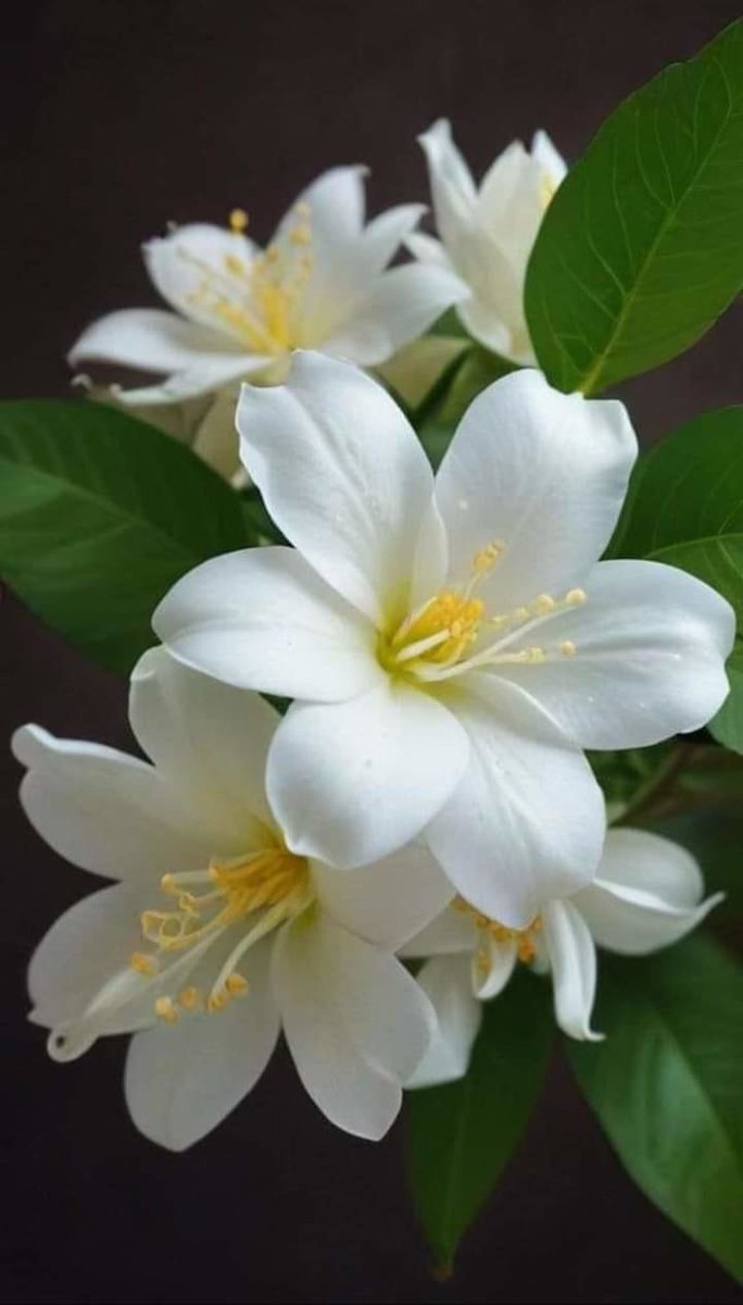 Flor - flor, blanca, flores - оригинал