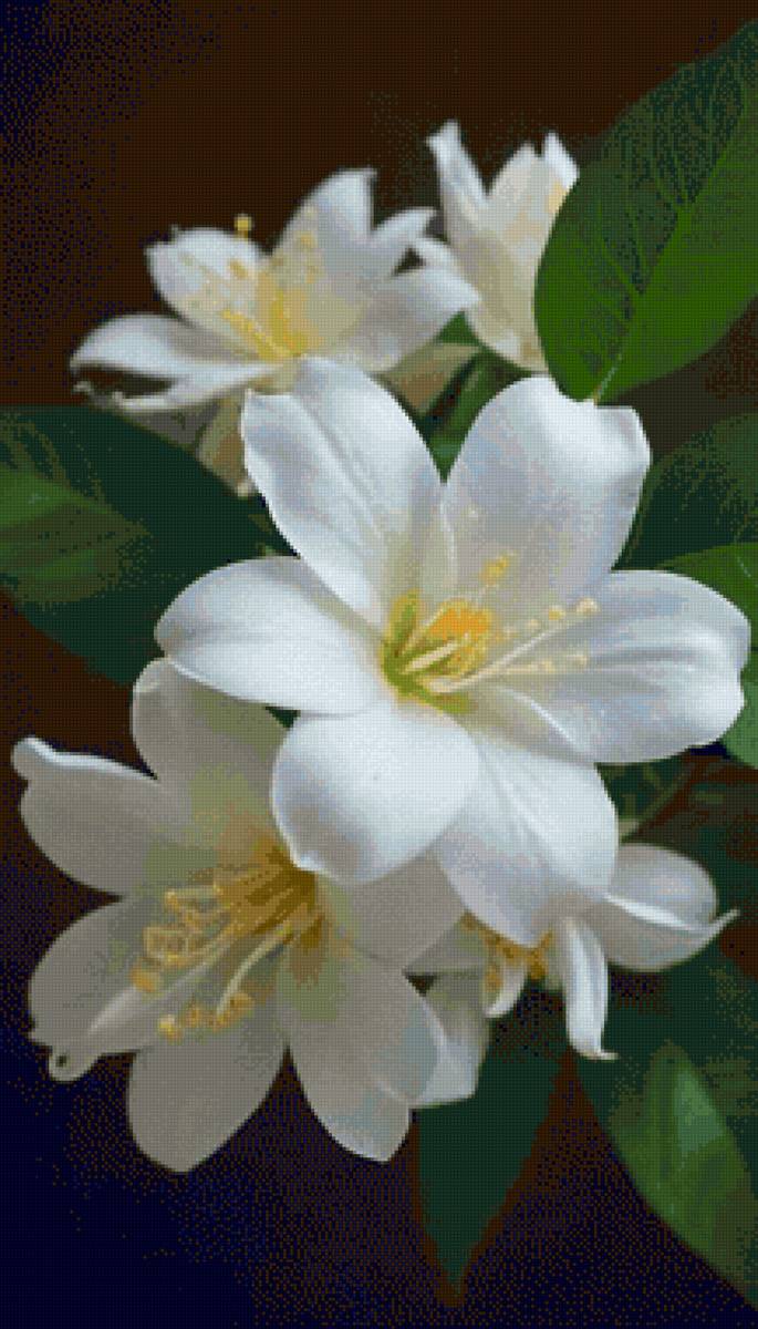 Flor - blanca, flor, flores - предпросмотр