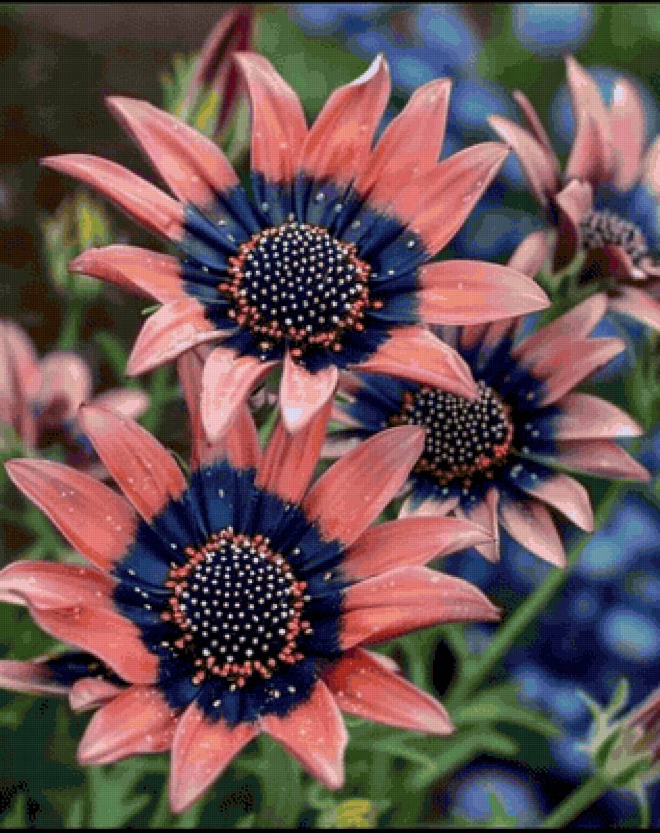 Flores - flor, hermosa, flores - предпросмотр