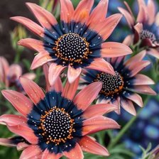 Схема вышивки «Flores»