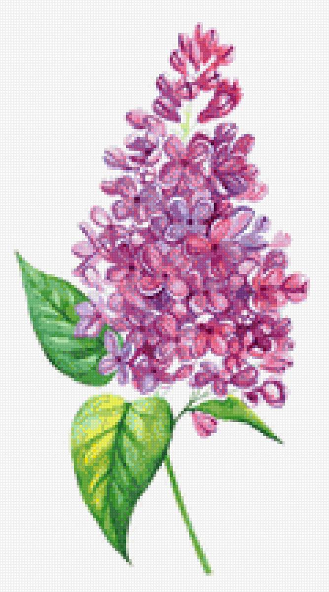 Сирень - сирень - предпросмотр