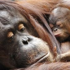 Схема вышивки «Amor de madre»