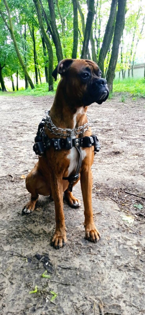 Пес - собака - оригинал