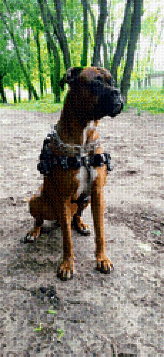 Пес - собака - предпросмотр