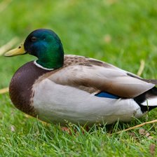 Схема вышивки «утка»