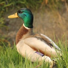 Схема вышивки «утка»