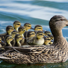 Схема вышивки «утка»
