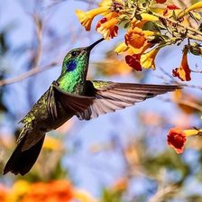 Схема вышивки «Colibri»
