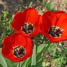 Схема вышивки «№2804457»