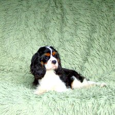 Схема вышивки «Спаниель»