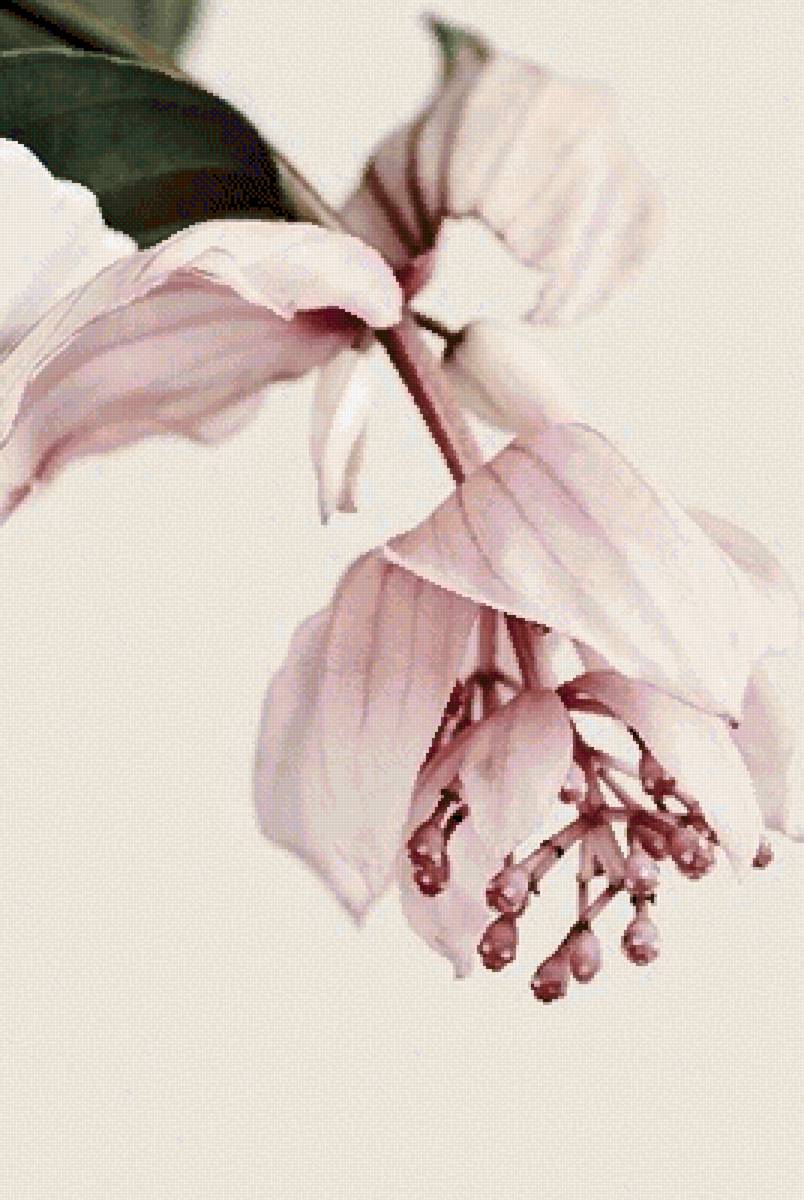 Цветок - цветок, розовый, нежность, цветы - предпросмотр