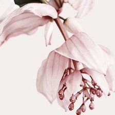 Схема вышивки «Цветок»