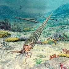 Схема вышивки «Наутилоидея Orthoceras»