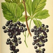 Схема вышивки «№2806550»