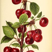 Схема вышивки «№2806552»