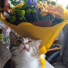 Схема вышивки «Мурчик»