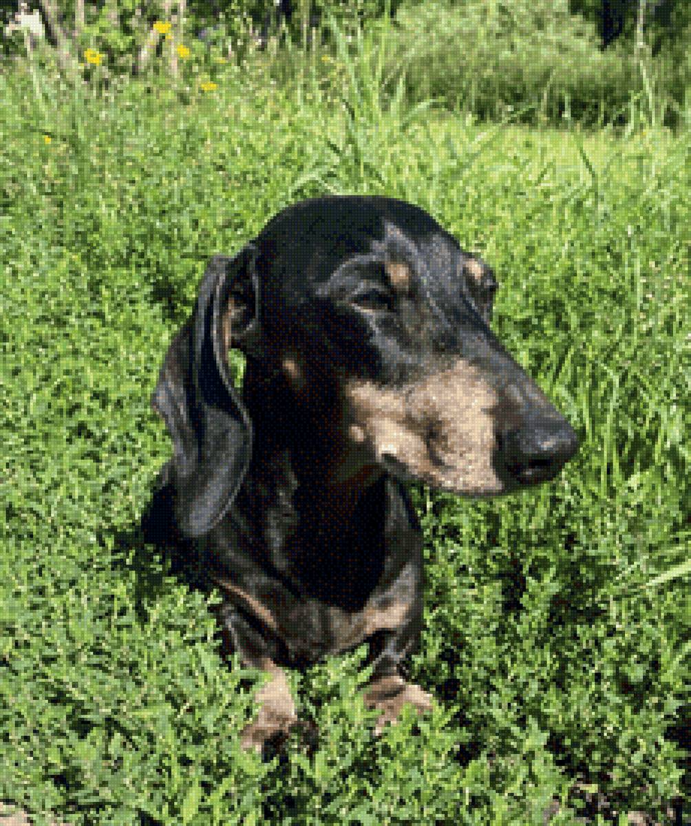 Мой патик - предпросмотр