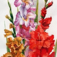 CS Gold 40 Botanical gladiolus