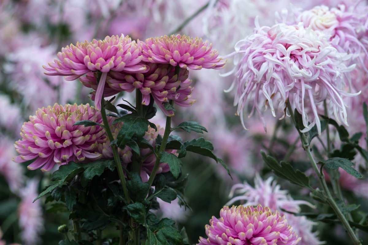 Крымские хризантемы (мое фото) - оригинал