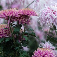 Схема вышивки «Крымские хризантемы (мое фото)»