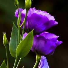 Схема вышивки «Цветы»