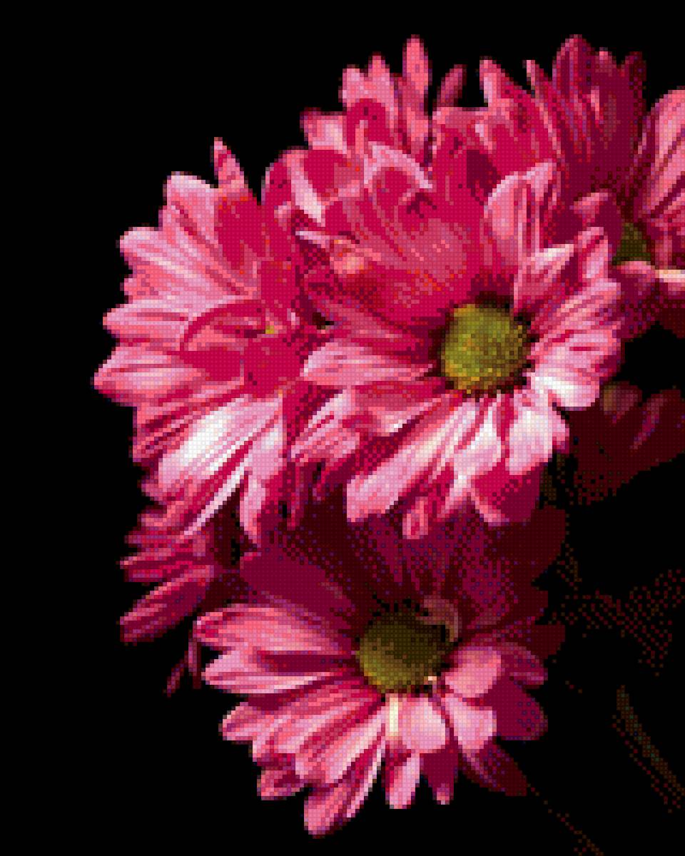 Прекрасные цветы - природа - предпросмотр