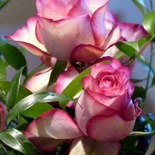 Схема вышивки «Розы»