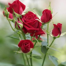 Схема вышивки «Розы в красном»