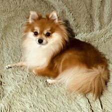 Схема вышивки «Шпицулька»