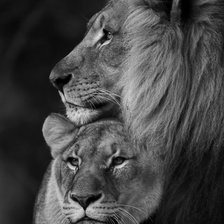 Схема вышивки «Пара львов»