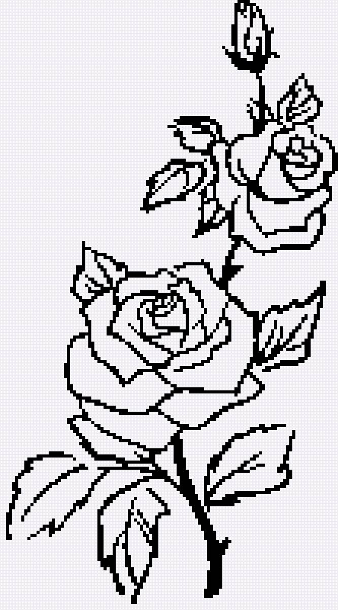 роза - роза на ветке, роза, бутон - предпросмотр