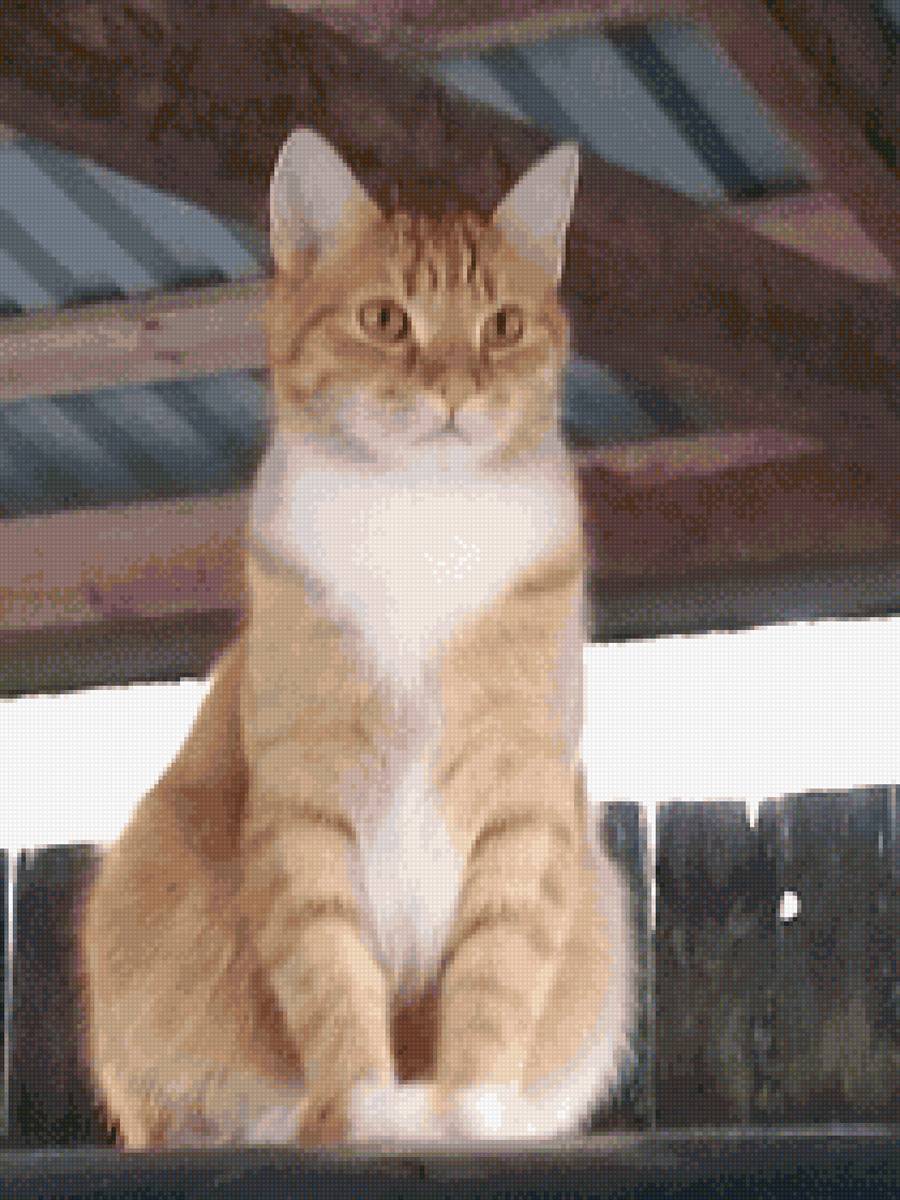 Фоксик1 - предпросмотр