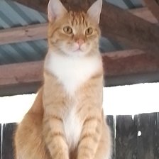 Схема вышивки «Фоксик1»