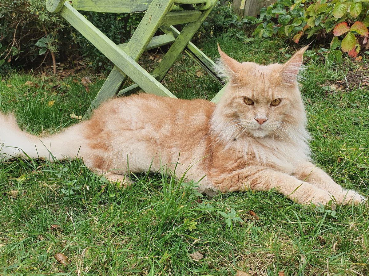 Кот в траве - кот, мейн-кун - оригинал
