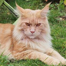 Схема вышивки «КОТЭ В ТРАВЭ»