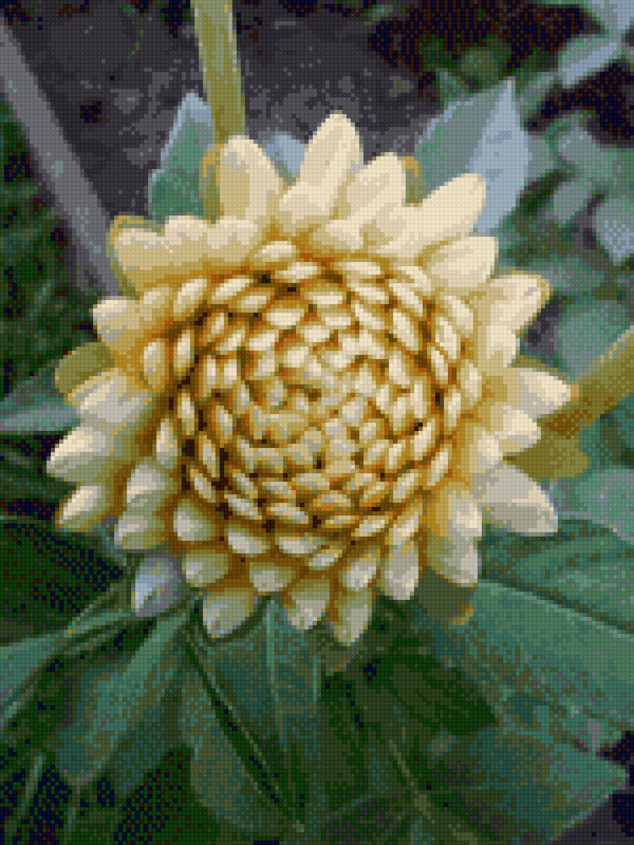 Георгин1 - предпросмотр