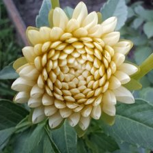 Схема вышивки «Георгин1»