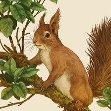 Схема вышивки «Белка»