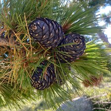 Схема вышивки «Шишки»