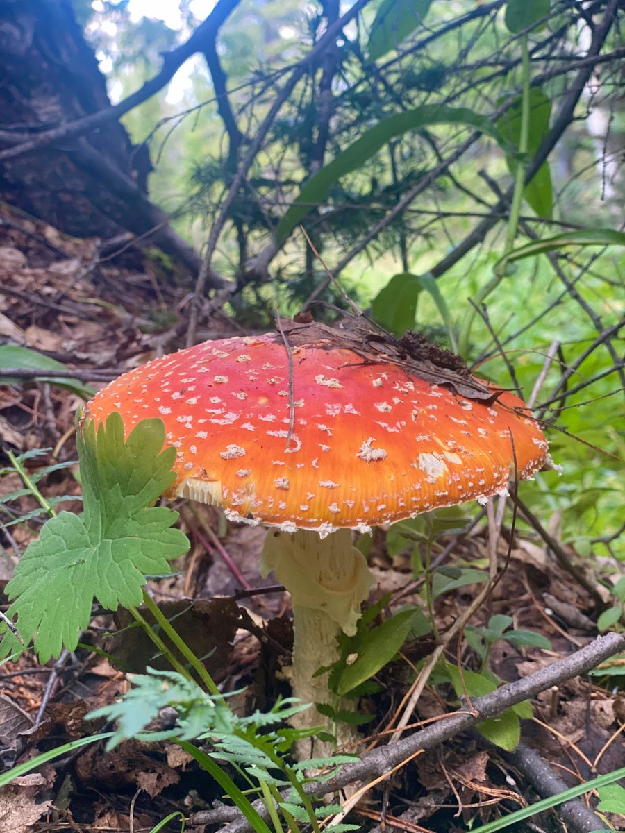 Мухомор - природа, лес, гриб - оригинал